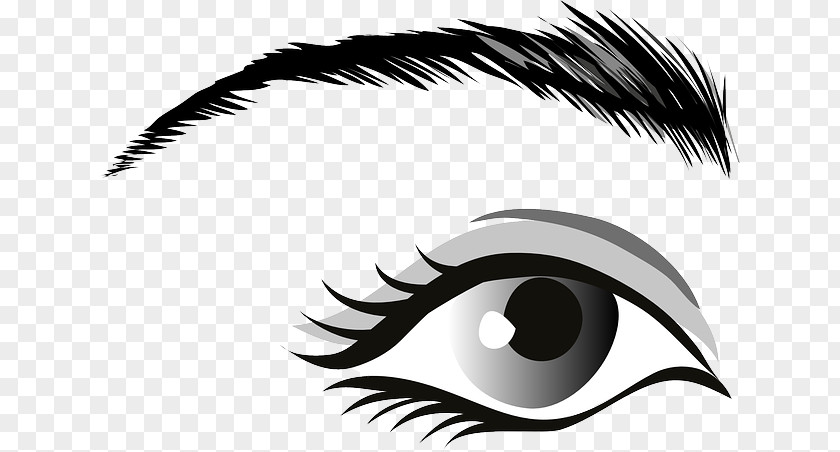 Thin Eyelashes Clip Art Eyebrow Human Eye Openclipart PNG