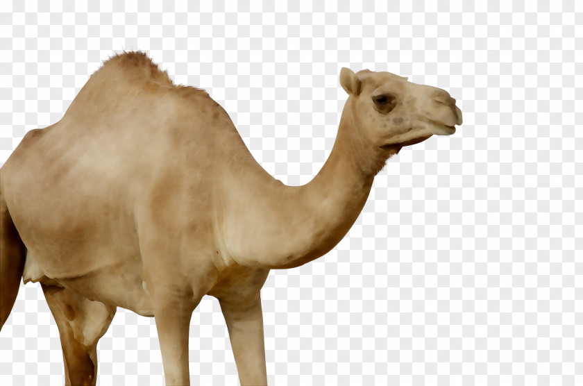 Dromedary Terrestrial Animal Snout Camel PNG