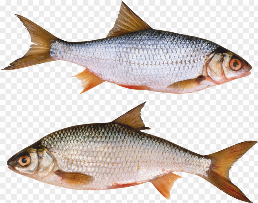 Fish Goldfish Common Carp PNG