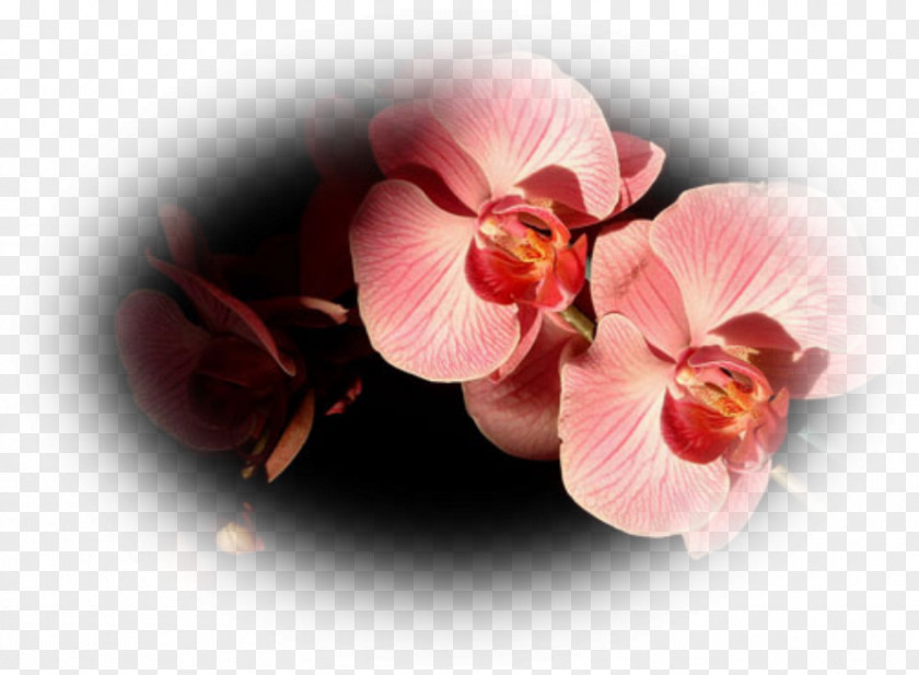 Orchidee Death Mourning Tu Es La Life Flower PNG