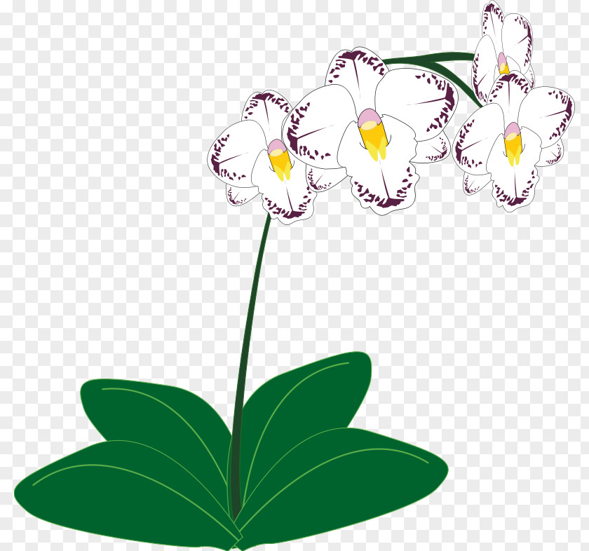 Orchids Images For Free Content Clip Art PNG