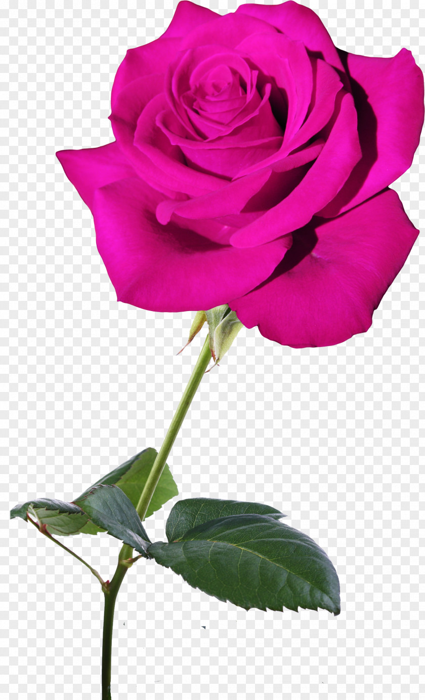 Pink Rose Garden Roses Flower Blue Rosaceae Centifolia PNG
