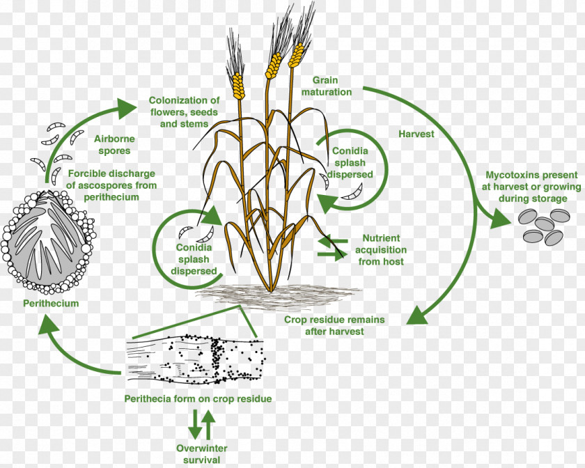Poultry T-2 Mycotoxin Trichothecene Food Chain PNG