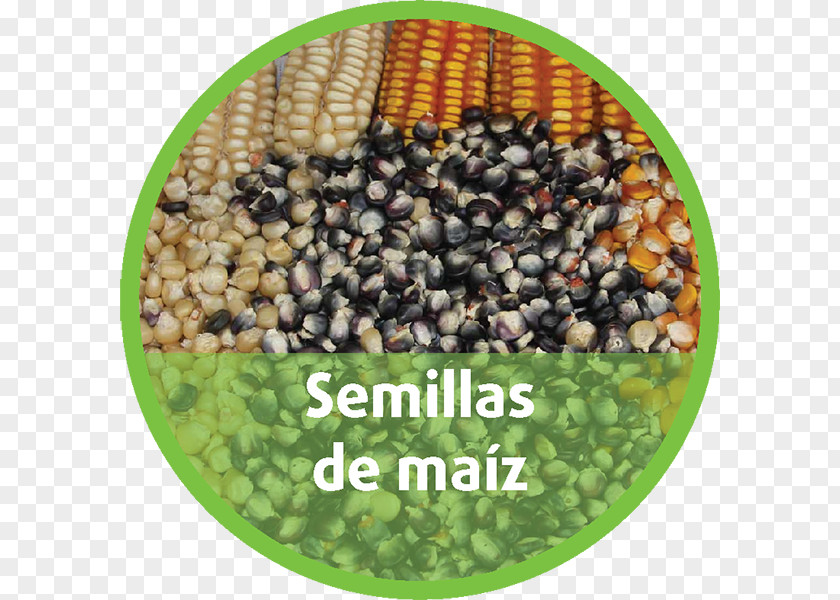 Semillas Puebla Agriculture Germination Maize Seed PNG