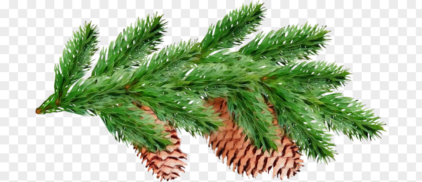 Shortleaf Black Spruce Columbian White Pine Yellow Fir Red PNG