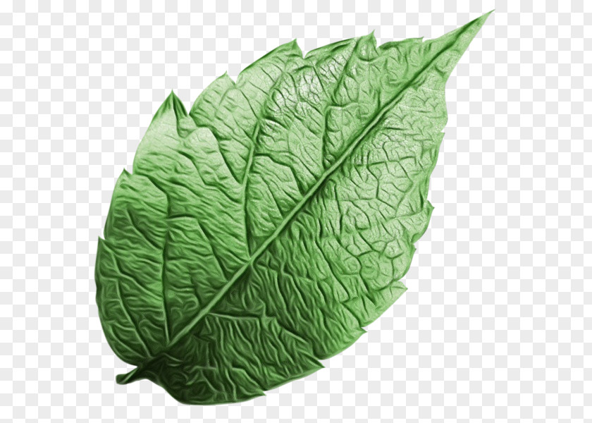 Spring Greens Collard Leaf Plant Pathology PNG