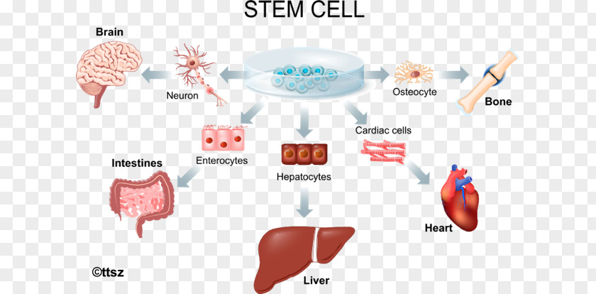 Stem-cell Therapy Adult Stem Cell Regenerative Medicine PNG