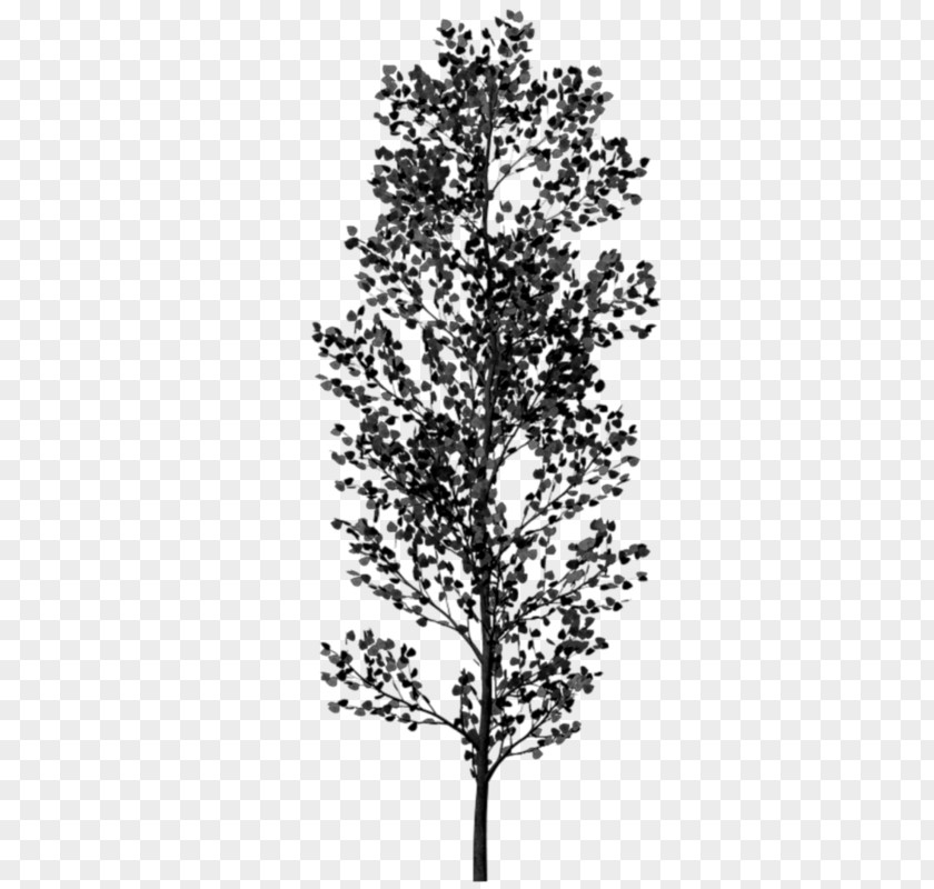 Tree Twig Black And White PNG