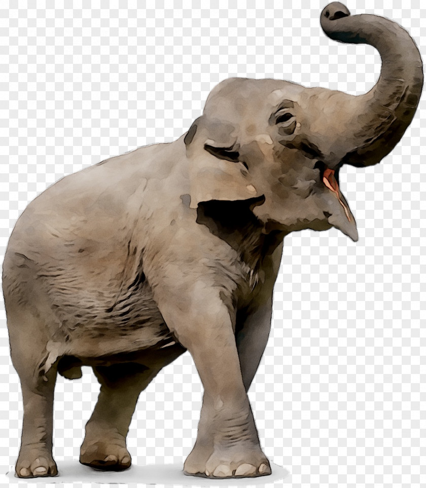 Elephant Stock Photography Image Drawing Ringling Bros. And Barnum & Bailey Circus PNG