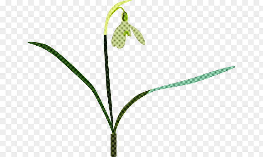 Flower Plant Snowdrop Summer Snowflake Stem PNG