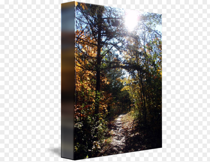 Forest Path Temperate Broadleaf And Mixed Woodland Tree Sunlight PNG