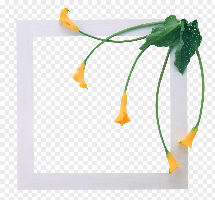 Lily Picture Frames Clip Art PNG