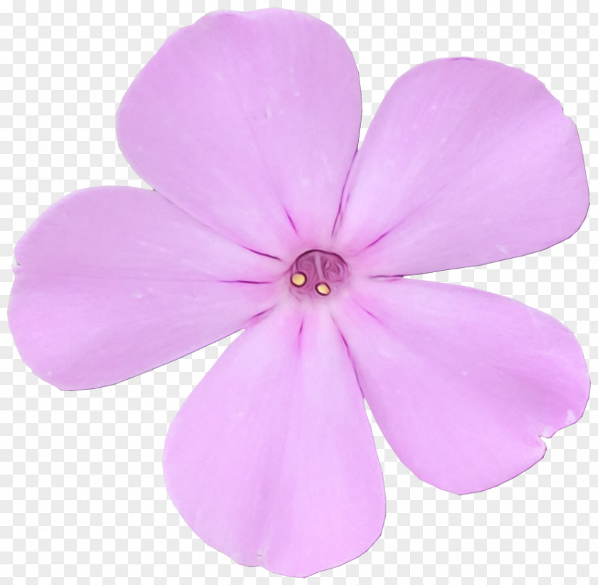 Petal Herbaceous Plant Pink M Flower Plants PNG