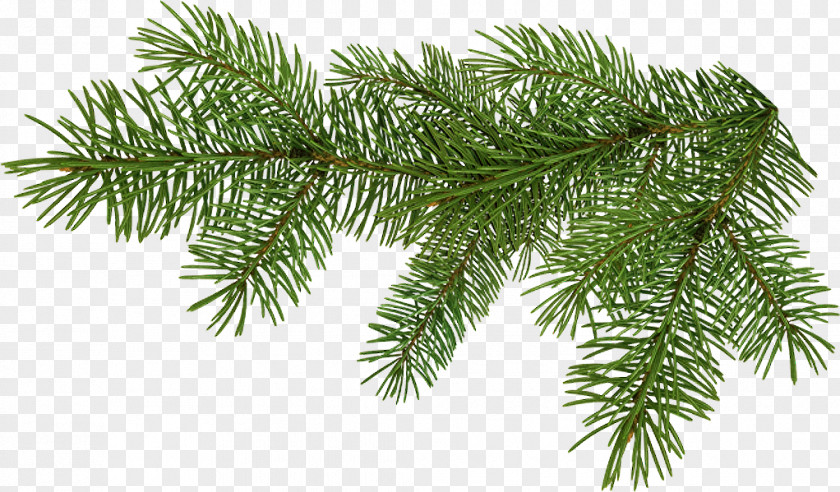 Pine Branches Animation Christmas Ornament Clip Art PNG