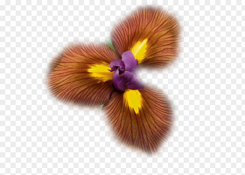 Bulb Irises Violet International Agency For Research On Cancer The Lion King PNG