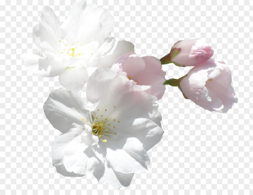 Flower Cut Flowers White Clip Art PNG