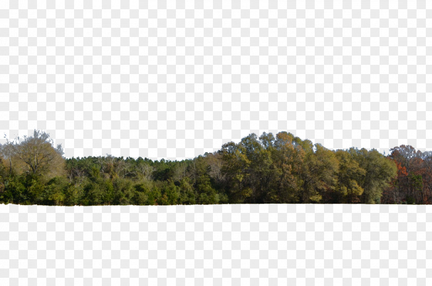 Hill Tree Line Forest Desktop Wallpaper PNG