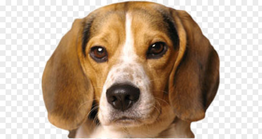 Puppy Pocket Beagle Black And Tan Coonhound Basset Hound PNG