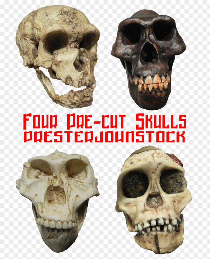 Skull Skeleton DeviantArt Stock.xchng Stock Photography PNG
