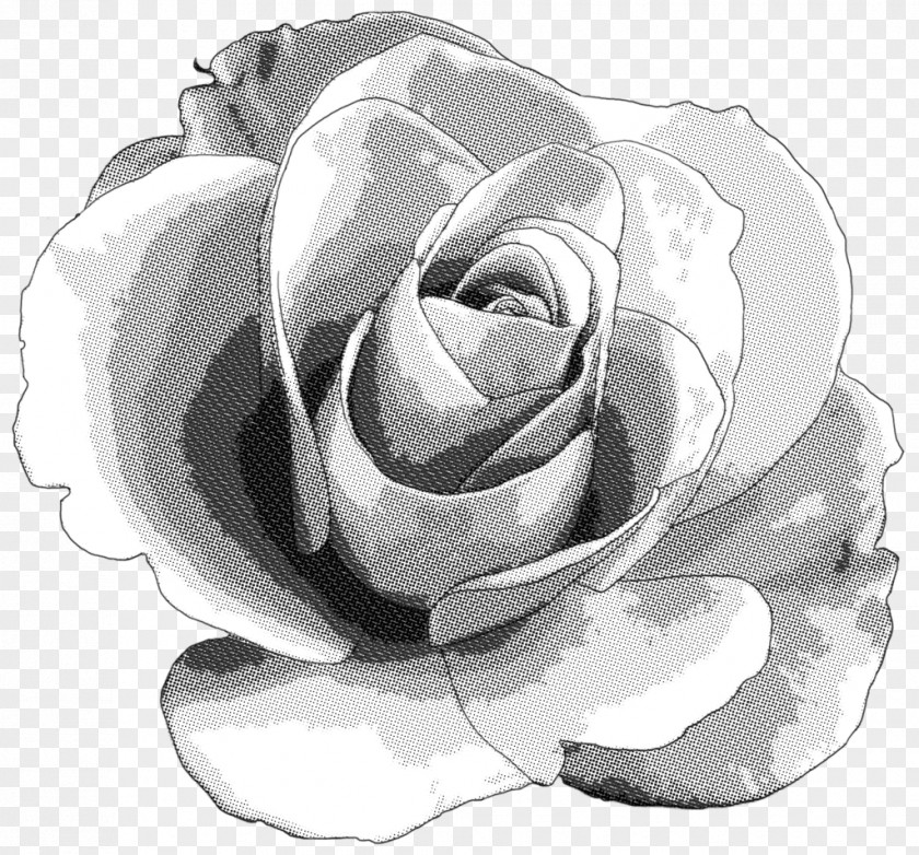 White Rose Centifolia Roses Monochrome Photography PNG