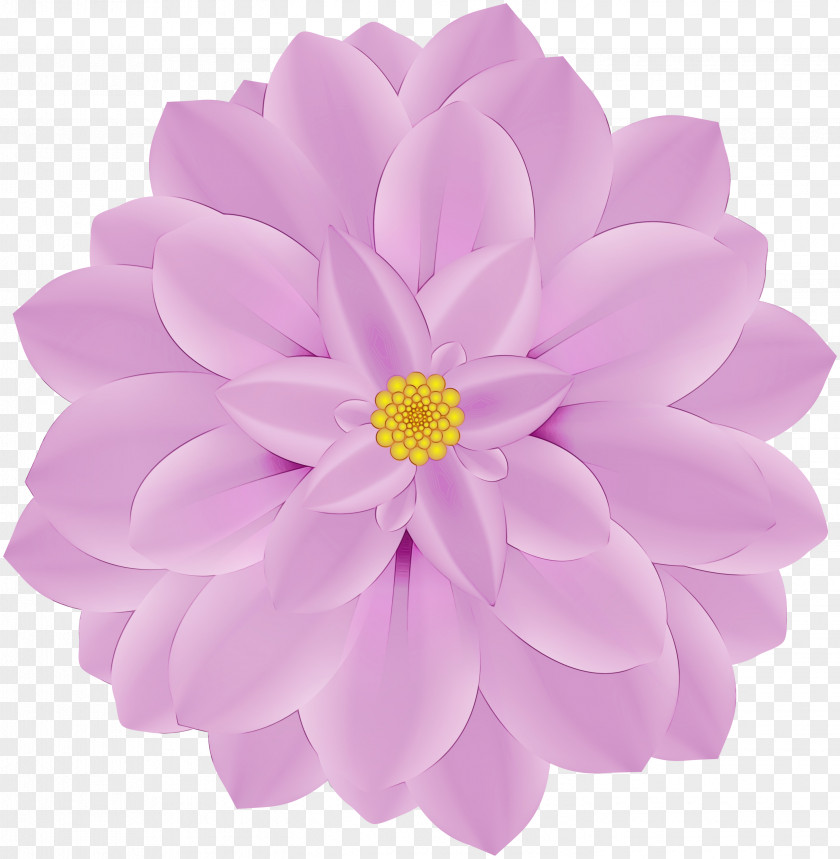 Aster Daisy Family Dahlia Chrysanthemum Common Lilac Flower Drawing PNG