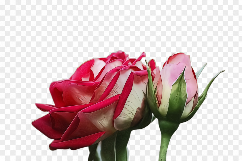 Bud Red Garden Roses PNG