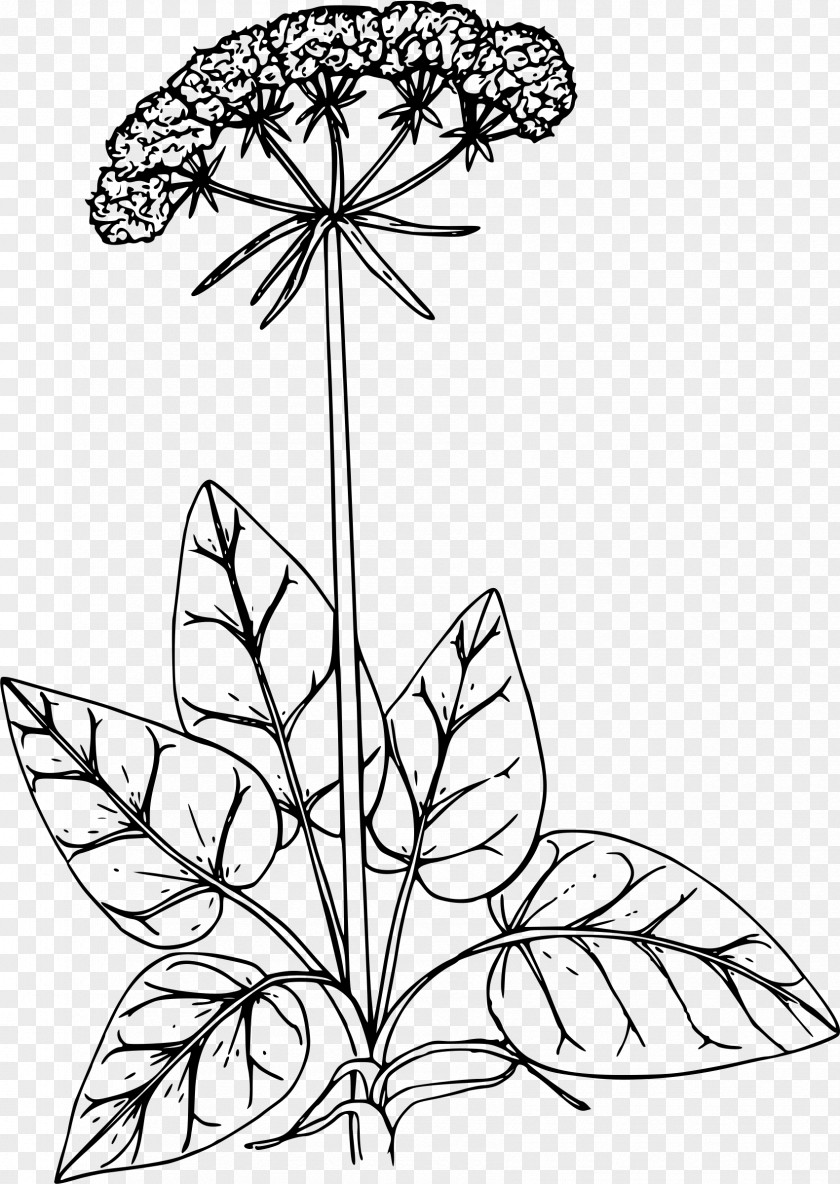 Flower Floral Design California Buckwheat Drawing Ornamental Plant PNG