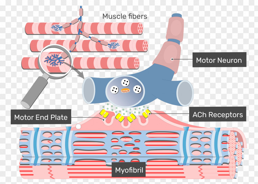 Muscle Contraction Cardiac Excitation-contraction Coupling Skeletal Excitation–contraction PNG