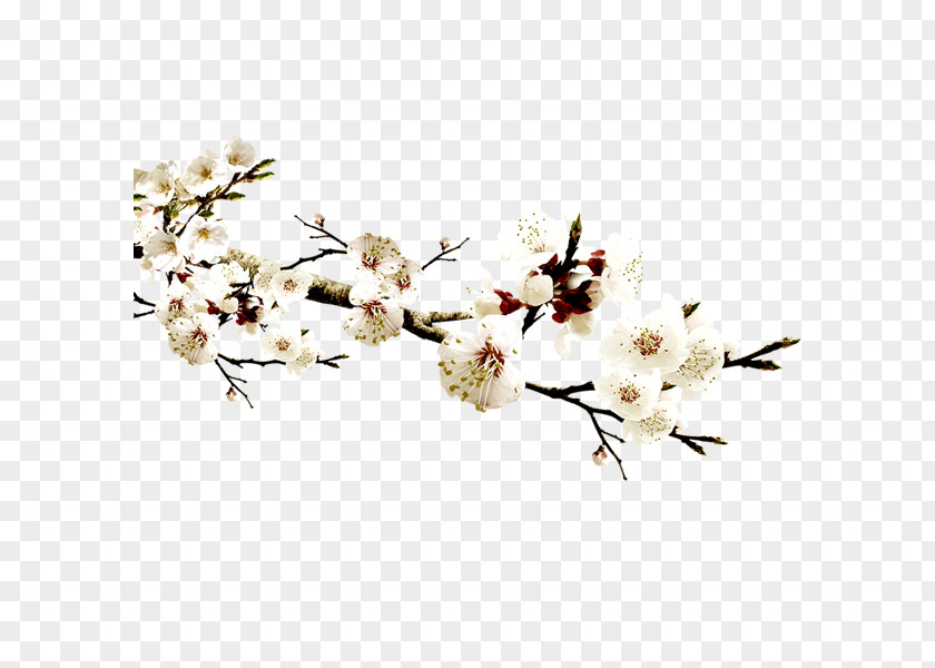 Plum Flower Wholesale Template Icon PNG