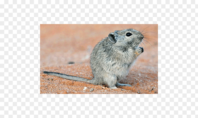 Rat Gerbil Mouse Common Degu Texas PNG