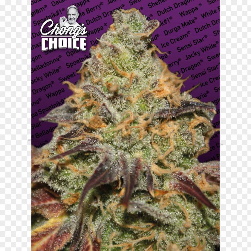 Skunk Paradise Seeds Cannabis Sativa Autoflowering PNG