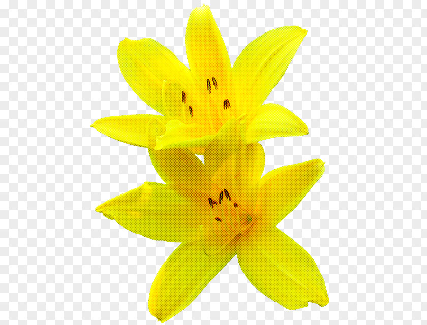 Yellow Petal Flower Plant Lily PNG