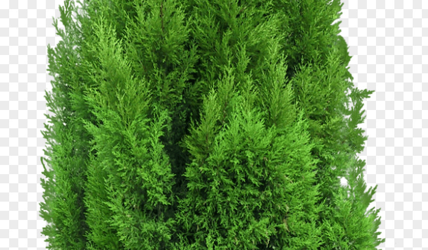 Yellow Tree Mediterranean Cypress Pine Leyland PNG