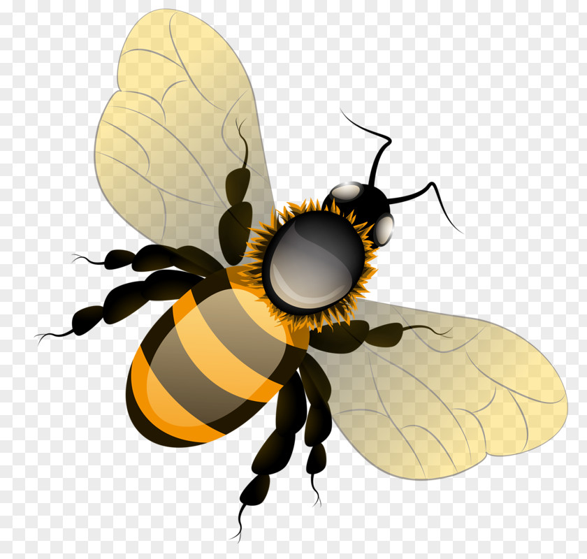 Bee Honey Butterfly Clip Art PNG