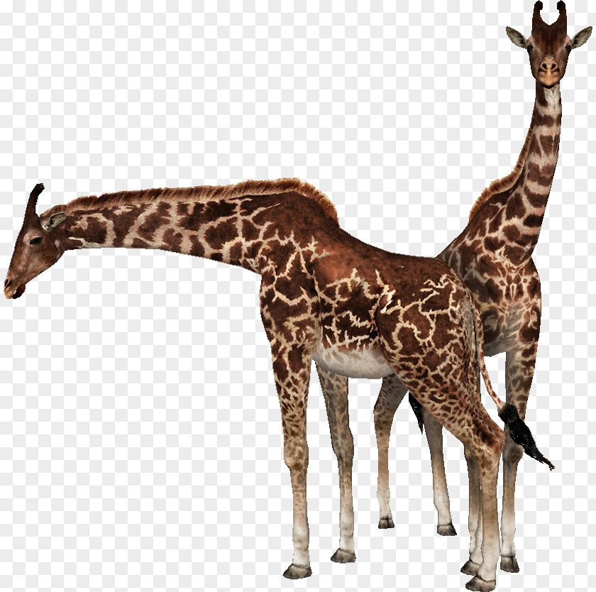 Northern Giraffe Neck Wildlife Video PNG