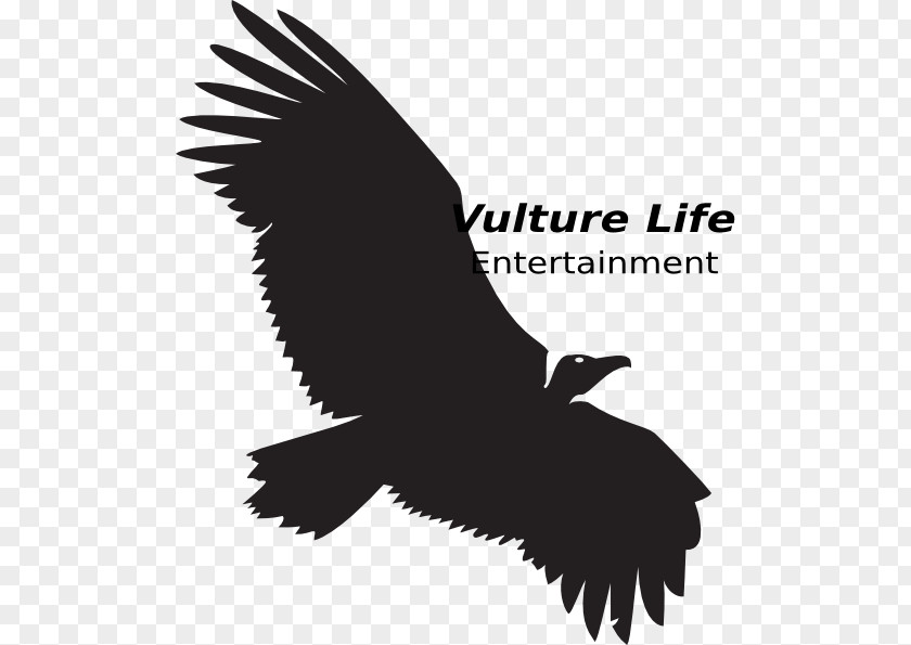 Silhouette Turkey Vulture Clip Art Beaky Buzzard Vector Graphics PNG