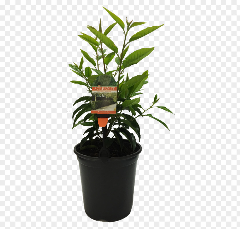 Tree Portuguese Laurel Bay Evergreen Shrub PNG