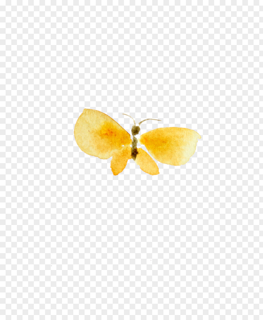 Watercolor Butterfly Moth PNG