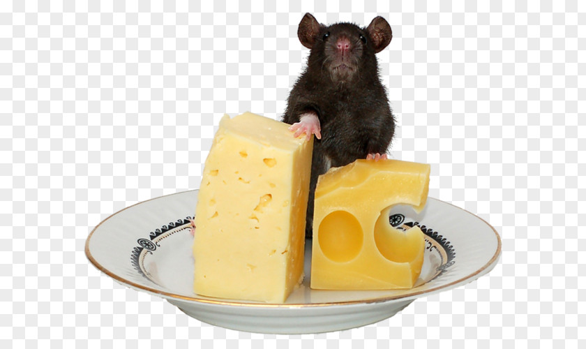 Cheese Computer Mouse Rodent Mousetrap PNG
