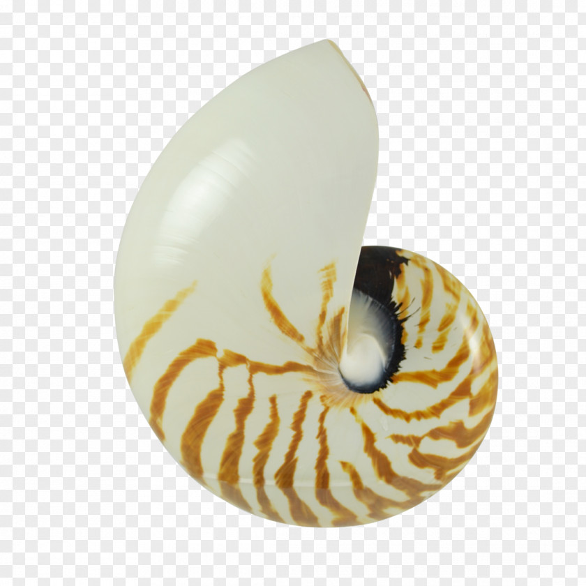Seashell Nautilidae Pecten Earring Molluscs PNG
