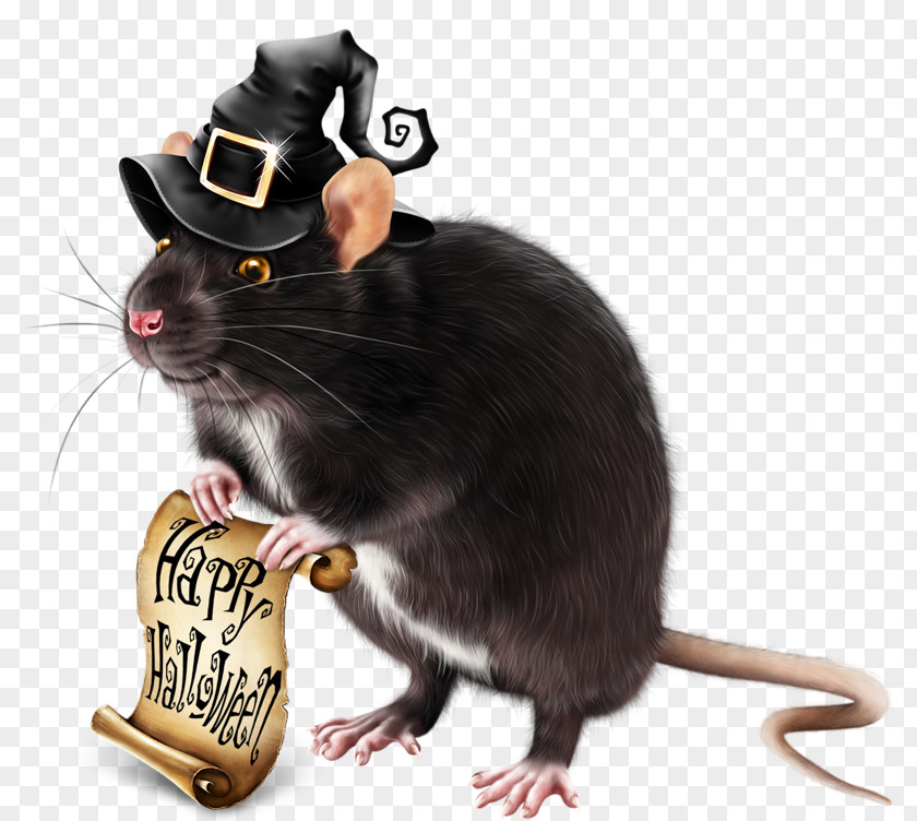 Trap Rat Mouse Clip Art Cat Illustration PNG