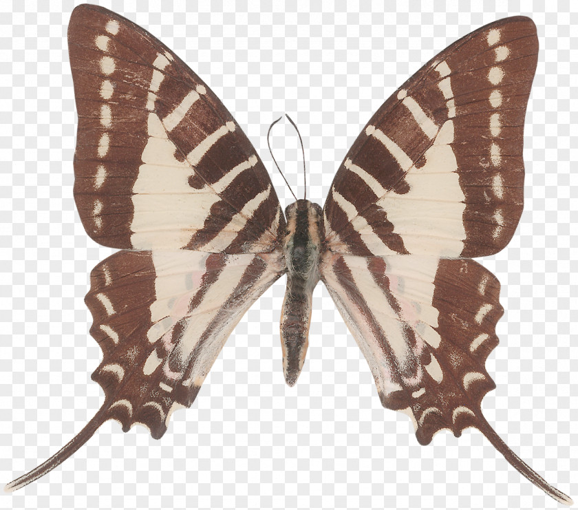 Butterfly Green Swordtail Graphium Agamemnon Antiphates Sarpedon PNG