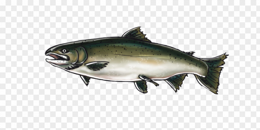 Coho Salmon Chinook Oily Fish Products PNG