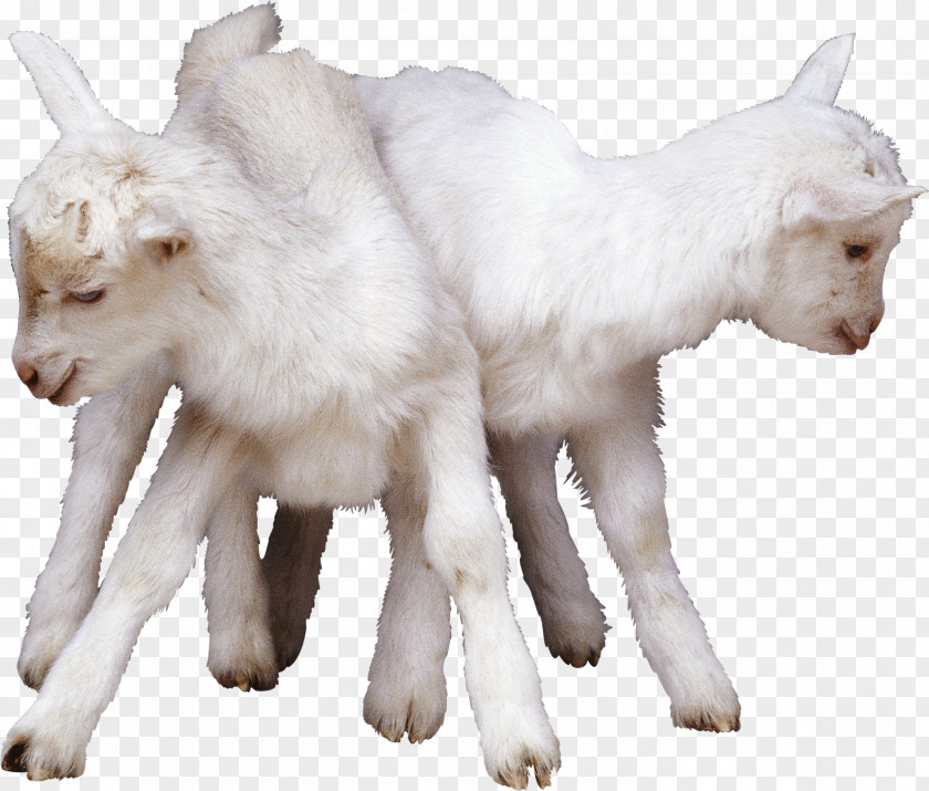 Lamb China Halal Sheep Goat And Mutton PNG