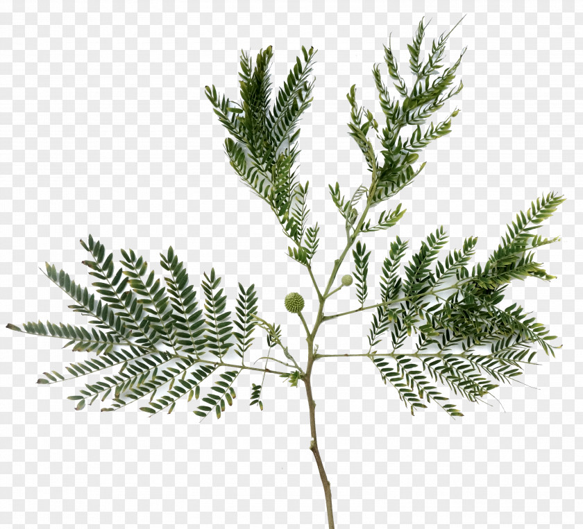 Caribbean Spruce Fir Pine Herb Tree PNG