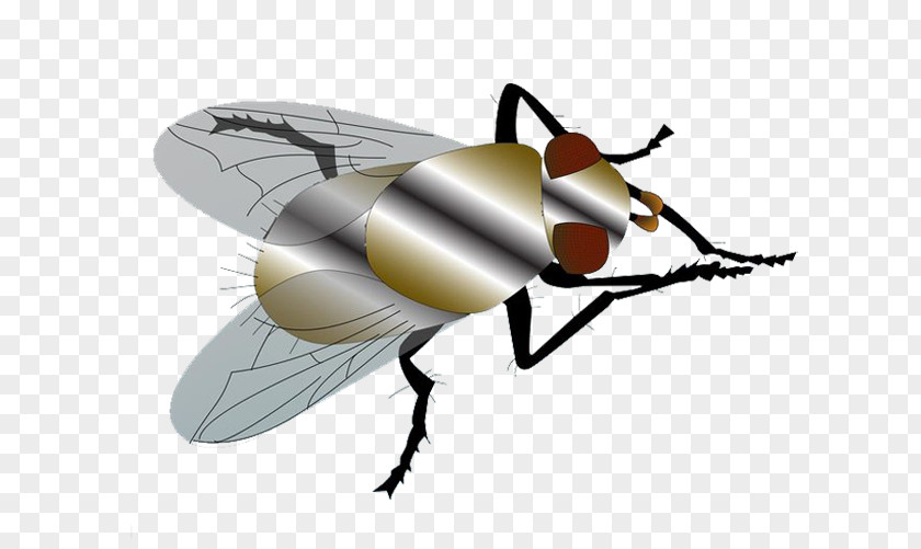Creative Mosquito Flies Fly PNG