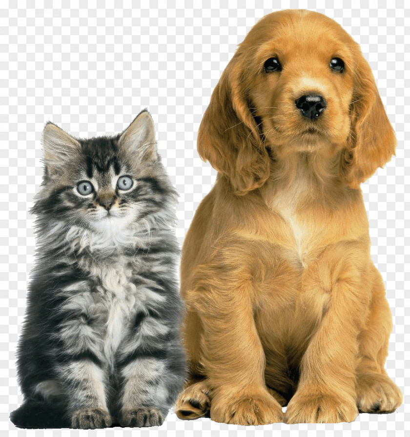 Dog Cat Pet Animal Shelter Veterinarian PNG