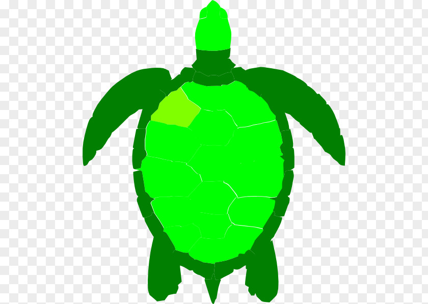 Hawaiian Green Sea Turtles Turtle Reptile Clip Art PNG