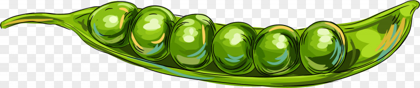 Vector Painted Pea Vegetable Commodity Fruit PNG