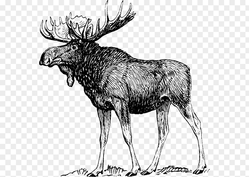 Green Engraving Moose Drawing Art Sketch PNG